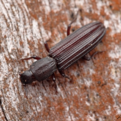 Deretaphrus sp. (genus) (A dry bark beetle) at Black Mountain - 9 Oct 2021 by living