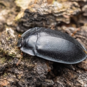 Pterohelaeus striatopunctatus at Acton, ACT - 9 Oct 2021