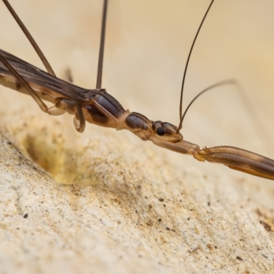 Leistarches serripes (Mantis assassin bug) at Black Mountain - 9 Oct 2021 by living