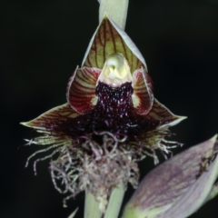 Calochilus platychilus (Purple Beard Orchid) at Bruce, ACT - 9 Oct 2021 by jb2602