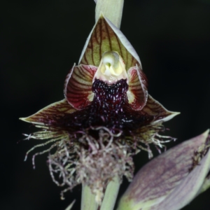 Calochilus platychilus at Bruce, ACT - suppressed