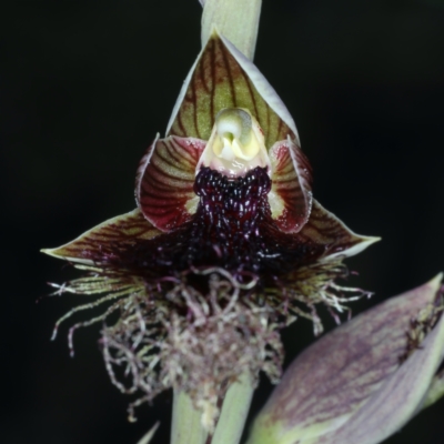 Calochilus platychilus (Purple Beard Orchid) at Bruce, ACT - 9 Oct 2021 by jb2602