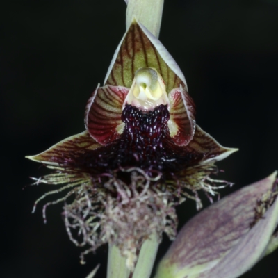 Calochilus platychilus (Purple Beard Orchid) at Black Mountain - 9 Oct 2021 by jb2602