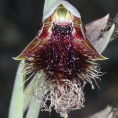 Calochilus platychilus at Bruce, ACT - suppressed