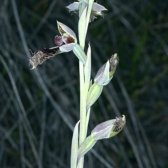 Calochilus platychilus at Bruce, ACT - suppressed