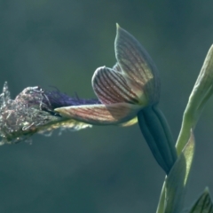 Calochilus platychilus at Bruce, ACT - suppressed