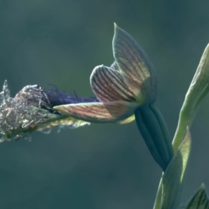 Calochilus platychilus at Bruce, ACT - suppressed