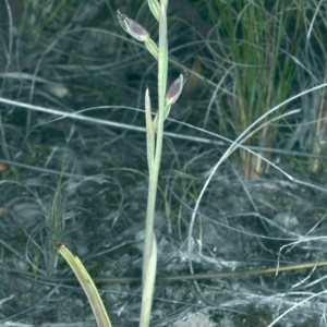 Calochilus platychilus at Bruce, ACT - suppressed