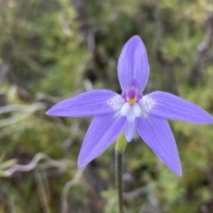 Glossodia major (Wax Lip Orchid) at Tuggeranong DC, ACT - 9 Oct 2021 by Shazw