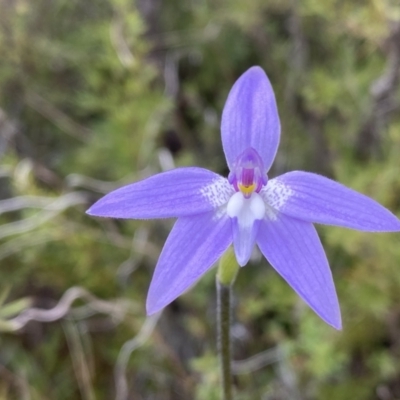 Glossodia major (Wax Lip Orchid) at Tuggeranong DC, ACT - 10 Oct 2021 by Shazw