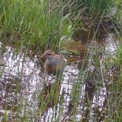 Gallirallus philippensis (Buff-banded Rail) at QPRC LGA - 3 Oct 2021 by Wandiyali