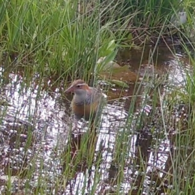 Gallirallus philippensis (Buff-banded Rail) at QPRC LGA - 3 Oct 2021 by Wandiyali