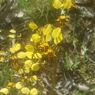 Diuris pardina (Leopard Doubletail) at Majura, ACT - 8 Oct 2021 by MPW