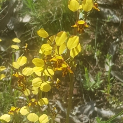 Diuris pardina (Leopard Doubletail) at Mount Majura - 8 Oct 2021 by MAX