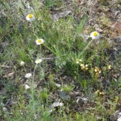 Diuris pardina at Majura, ACT - 8 Oct 2021