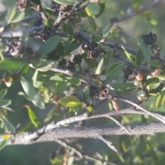 Gaudium brevipes (Grey Tea-tree) at Watson, ACT - 4 Oct 2021 by MPW