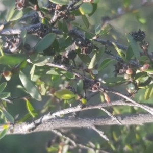 Gaudium brevipes at Watson, ACT - 4 Oct 2021 05:20 PM