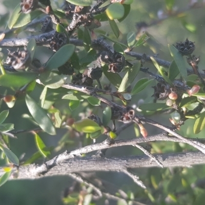 Gaudium brevipes (Grey Tea-tree) at Watson, ACT - 4 Oct 2021 by MPW