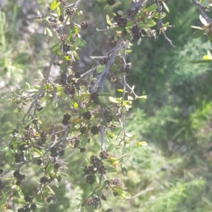 Gaudium brevipes at Watson, ACT - 4 Oct 2021 05:20 PM