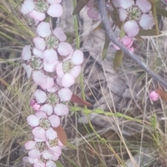 Gaudium brevipes at Watson, ACT - 4 Oct 2021