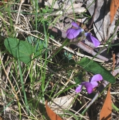 Viola betonicifolia (Mountain Violet) at Tidbinbilla Nature Reserve - 9 Oct 2021 by Ned_Johnston