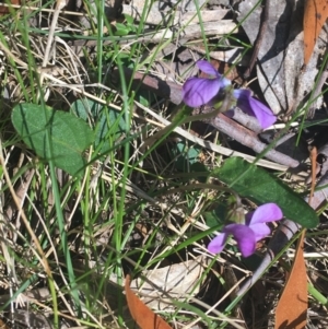 Viola betonicifolia at Paddys River, ACT - 9 Oct 2021