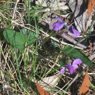 Viola betonicifolia (Mountain Violet) at Tidbinbilla Nature Reserve - 9 Oct 2021 by NedJohnston