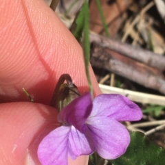 Viola betonicifolia at Paddys River, ACT - 9 Oct 2021 01:55 PM