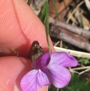 Viola betonicifolia at Paddys River, ACT - 9 Oct 2021