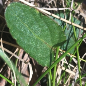 Viola betonicifolia at Paddys River, ACT - 9 Oct 2021 01:55 PM