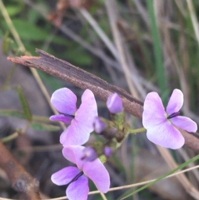Glycine clandestina (Twining Glycine) at Paddys River, ACT - 9 Oct 2021 by NedJohnston