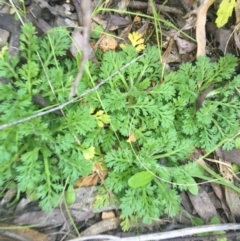 Leptinella filicula (Mountain Cotula) at Paddys River, ACT - 9 Oct 2021 by NedJohnston