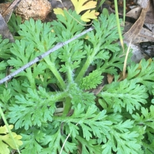 Leptinella filicula at Paddys River, ACT - 9 Oct 2021