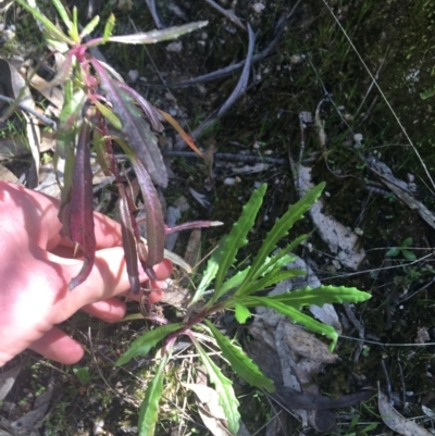 Senecio sp. (A Fireweed) at Tidbinbilla Nature Reserve - 9 Oct 2021 by NedJohnston