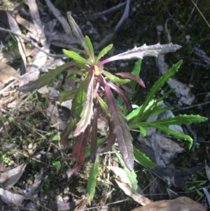 Senecio sp. at Paddys River, ACT - 9 Oct 2021