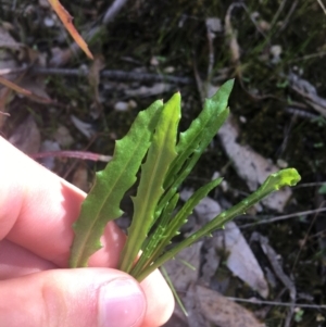 Senecio sp. at Paddys River, ACT - 9 Oct 2021