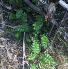 Acaena x ovina (Sheep's Burr) at Paddys River, ACT - 9 Oct 2021 by NedJohnston