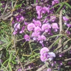 Glycine clandestina (Twining Glycine) at Watson, ACT - 4 Oct 2021 by MAX