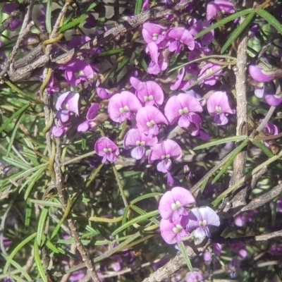 Glycine clandestina (Twining Glycine) at Watson, ACT - 4 Oct 2021 by MAX