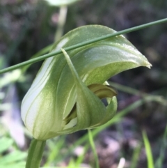 Pterostylis curta (Blunt Greenhood) at Tidbinbilla Nature Reserve - 9 Oct 2021 by NedJohnston