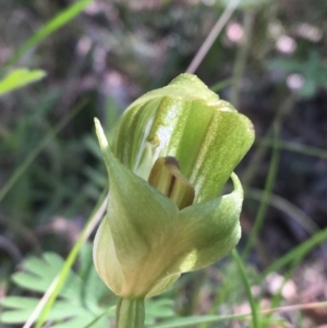 Pterostylis curta at Paddys River, ACT - 9 Oct 2021