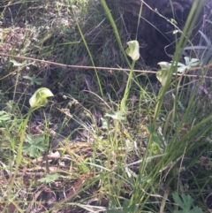 Pterostylis curta at Paddys River, ACT - 9 Oct 2021