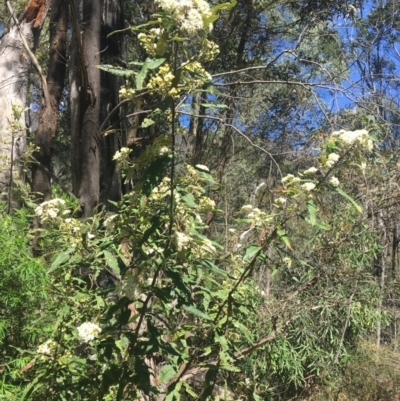 Olearia lirata (Snowy Daisybush) at Tidbinbilla Nature Reserve - 9 Oct 2021 by NedJohnston