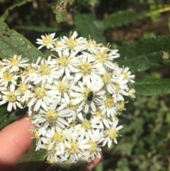 Olearia lirata at Paddys River, ACT - 9 Oct 2021