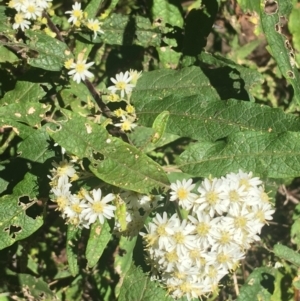 Olearia lirata at Paddys River, ACT - 9 Oct 2021