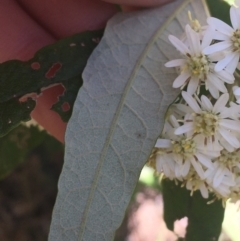 Olearia lirata at Paddys River, ACT - 9 Oct 2021