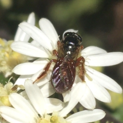 Exoneura sp. (genus) (A reed bee) at Tidbinbilla Nature Reserve - 9 Oct 2021 by Ned_Johnston