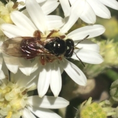 Exoneura sp. (genus) at Paddys River, ACT - 9 Oct 2021