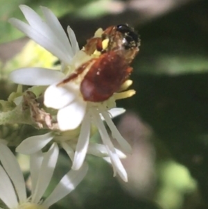 Exoneura sp. (genus) at Paddys River, ACT - 9 Oct 2021