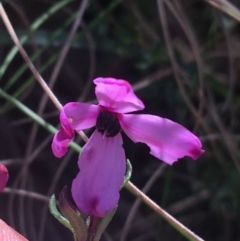 Tetratheca bauerifolia (Heath Pink-bells) at Paddys River, ACT - 9 Oct 2021 by NedJohnston